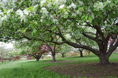 arboretum_crabapples.jpg