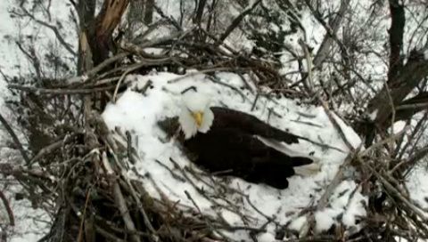 eagle_cam_dnr.jpg