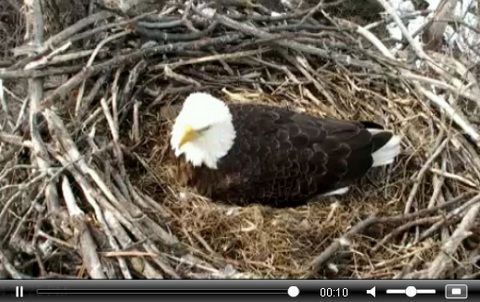 eagle_cam_mar_13.jpg