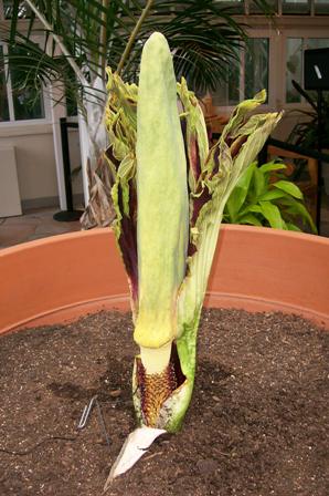 20080410_corpseflower_33.jpg